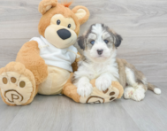 6 week old Mini Huskydoodle Puppy For Sale - Florida Fur Babies