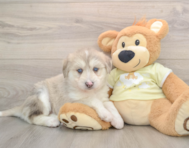 6 week old Mini Huskydoodle Puppy For Sale - Florida Fur Babies