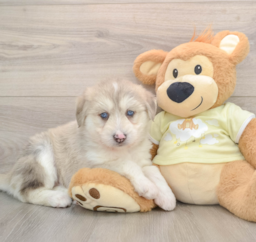 9 week old Mini Huskydoodle Puppy For Sale - Florida Fur Babies