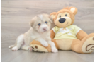 Cute Siberpoo Poodle Mix Puppy