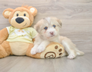 6 week old Mini Huskydoodle Puppy For Sale - Florida Fur Babies