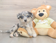 6 week old Mini Huskydoodle Puppy For Sale - Florida Fur Babies