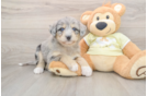 Cute Mini Huskydoodle Baby
