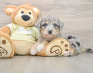 6 week old Mini Huskydoodle Puppy For Sale - Florida Fur Babies