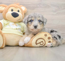 9 week old Mini Huskydoodle Puppy For Sale - Florida Fur Babies