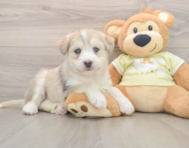 6 week old Mini Huskydoodle Puppy For Sale - Florida Fur Babies