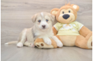 Cute Husky Poo Poodle Mix Puppy