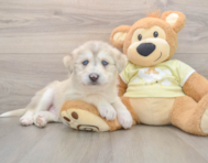 6 week old Mini Huskydoodle Puppy For Sale - Florida Fur Babies