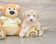 7 week old Mini Huskydoodle Puppy For Sale - Florida Fur Babies