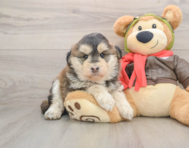 6 week old Mini Huskydoodle Puppy For Sale - Florida Fur Babies