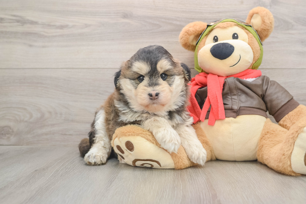 Mini Huskydoodle Pup Being Cute