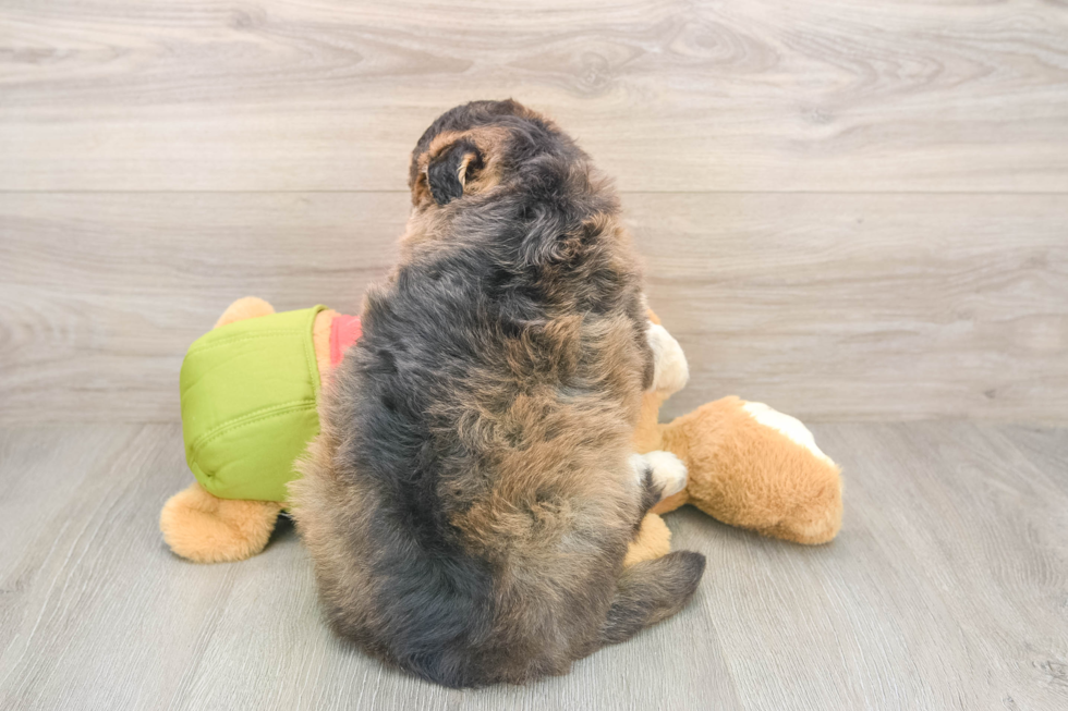 Cute Mini Huskydoodle Baby