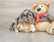 6 week old Mini Huskydoodle Puppy For Sale - Florida Fur Babies