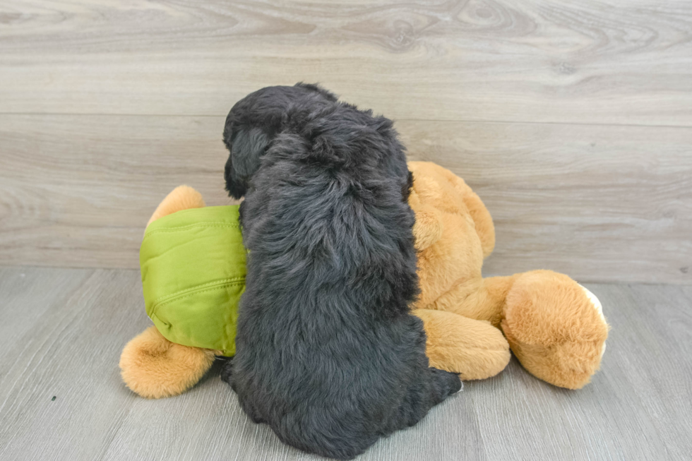 Cute Mini Huskydoodle Poodle Mix Pup