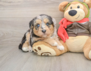5 week old Mini Huskydoodle Puppy For Sale - Florida Fur Babies