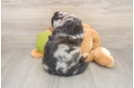 Mini Huskydoodle Pup Being Cute