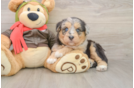 Cute Mini Huskydoodle Poodle Mix Pup