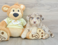 9 week old Mini Huskydoodle Puppy For Sale - Florida Fur Babies