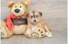 Mini Huskydoodle Puppy for Adoption