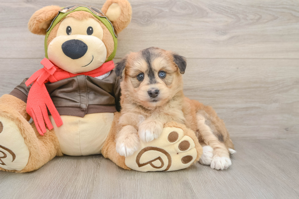 Mini Huskydoodle Puppy for Adoption