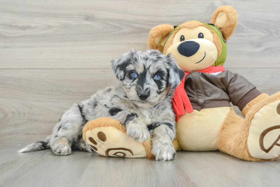 Cute Mini Huskydoodle Poodle Mix Pup