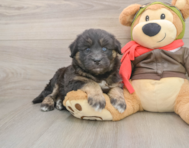 5 week old Mini Huskydoodle Puppy For Sale - Florida Fur Babies