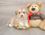 5 week old Mini Huskydoodle Puppy For Sale - Florida Fur Babies