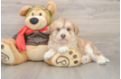 Cute Husky Poodle Poodle Mix Puppy