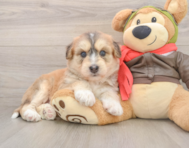 5 week old Mini Huskydoodle Puppy For Sale - Florida Fur Babies