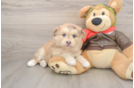Best Mini Huskydoodle Baby