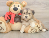 5 week old Mini Huskydoodle Puppy For Sale - Florida Fur Babies