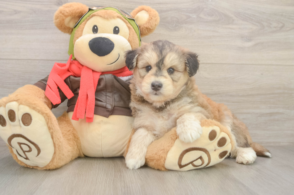 6 week old Mini Huskydoodle Puppy For Sale - Florida Fur Babies