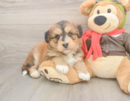 5 week old Mini Huskydoodle Puppy For Sale - Florida Fur Babies