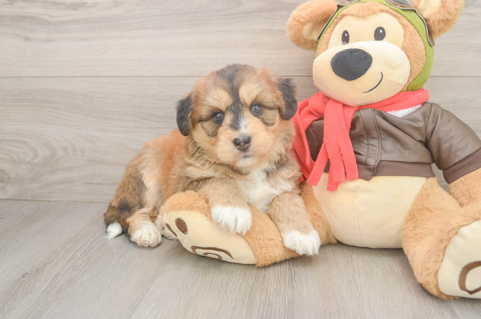 6 week old Mini Huskydoodle Puppy For Sale - Florida Fur Babies