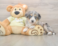 8 week old Mini Huskydoodle Puppy For Sale - Florida Fur Babies