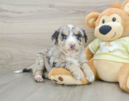 8 week old Mini Huskydoodle Puppy For Sale - Florida Fur Babies