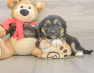 5 week old Mini Huskydoodle Puppy For Sale - Florida Fur Babies