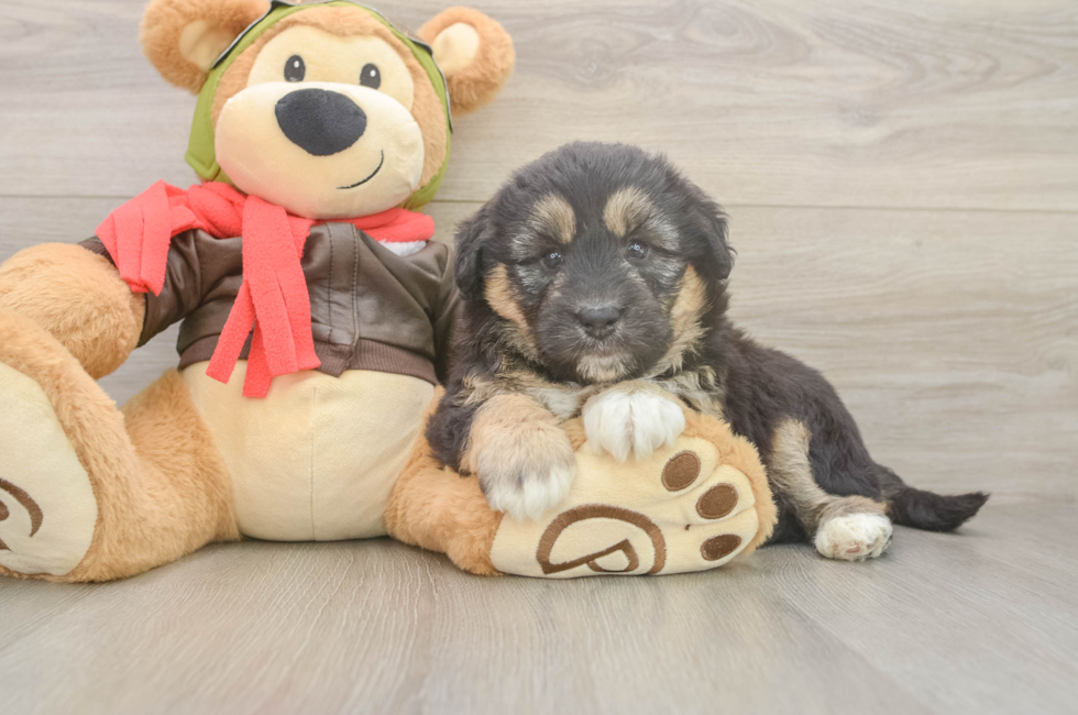 6 week old Mini Huskydoodle Puppy For Sale - Florida Fur Babies