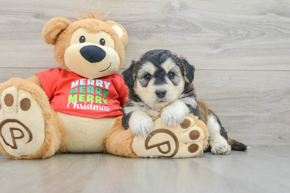 Cute Mini Huskydoodle Poodle Mix Pup