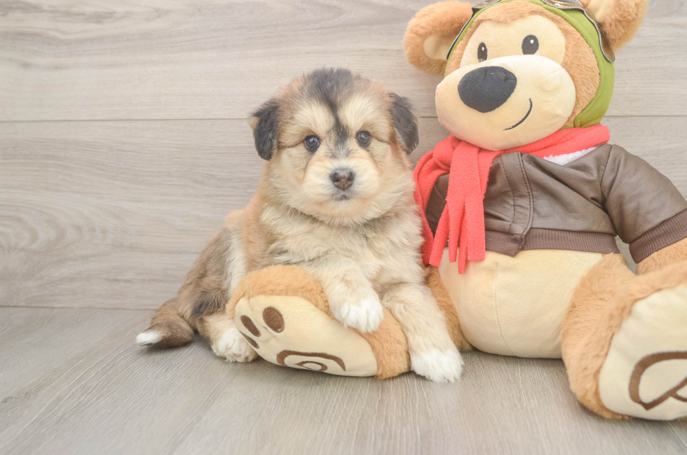 6 week old Mini Huskydoodle Puppy For Sale - Florida Fur Babies