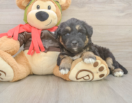5 week old Mini Huskydoodle Puppy For Sale - Florida Fur Babies