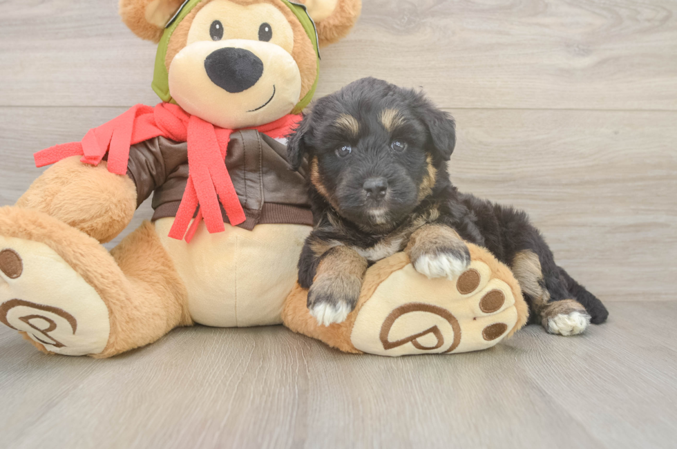 6 week old Mini Huskydoodle Puppy For Sale - Florida Fur Babies