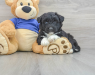 7 week old Mini Huskydoodle Puppy For Sale - Florida Fur Babies