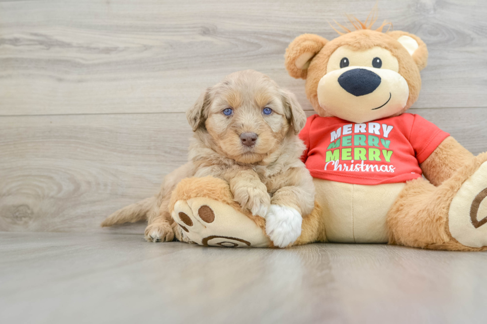 Cute Siberpoo Poodle Mix Puppy