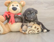 8 week old Mini Huskydoodle Puppy For Sale - Florida Fur Babies