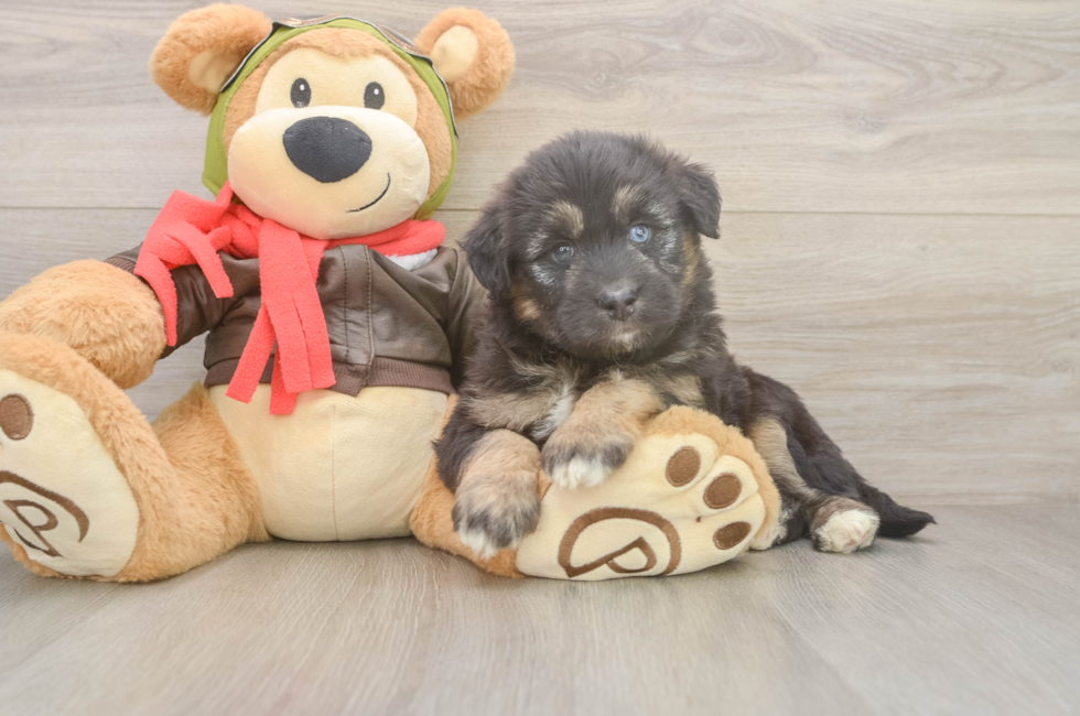 6 week old Mini Huskydoodle Puppy For Sale - Florida Fur Babies