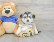 9 week old Mini Huskydoodle Puppy For Sale - Florida Fur Babies