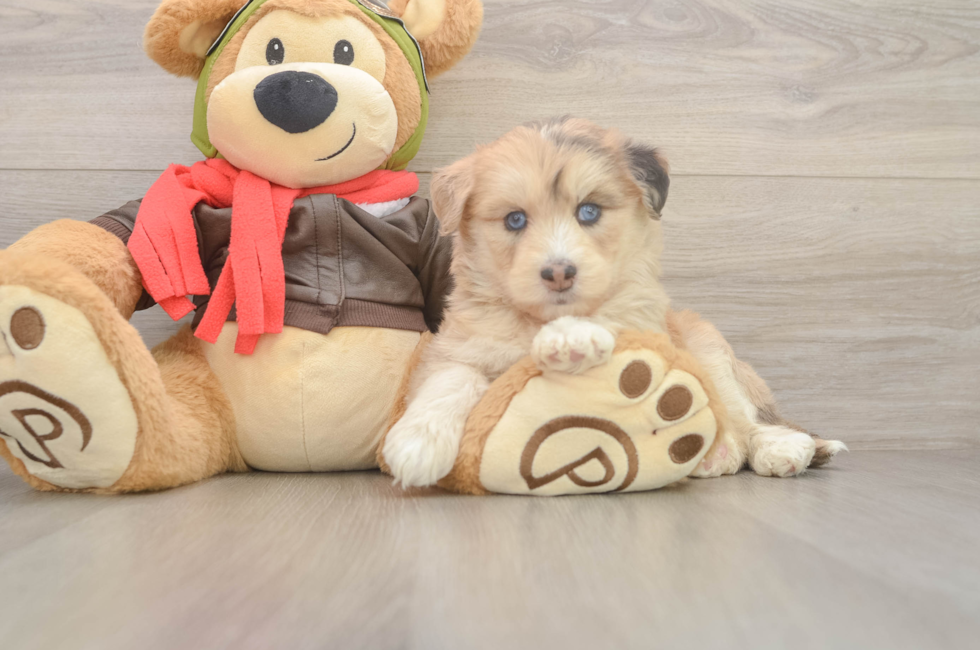 6 week old Mini Huskydoodle Puppy For Sale - Florida Fur Babies