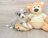 8 week old Mini Huskydoodle Puppy For Sale - Florida Fur Babies