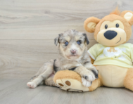 8 week old Mini Huskydoodle Puppy For Sale - Florida Fur Babies